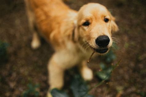 家犬|狗（犬科哺乳动物）